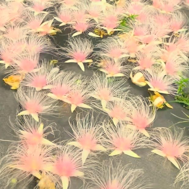 🌹映山红🌹