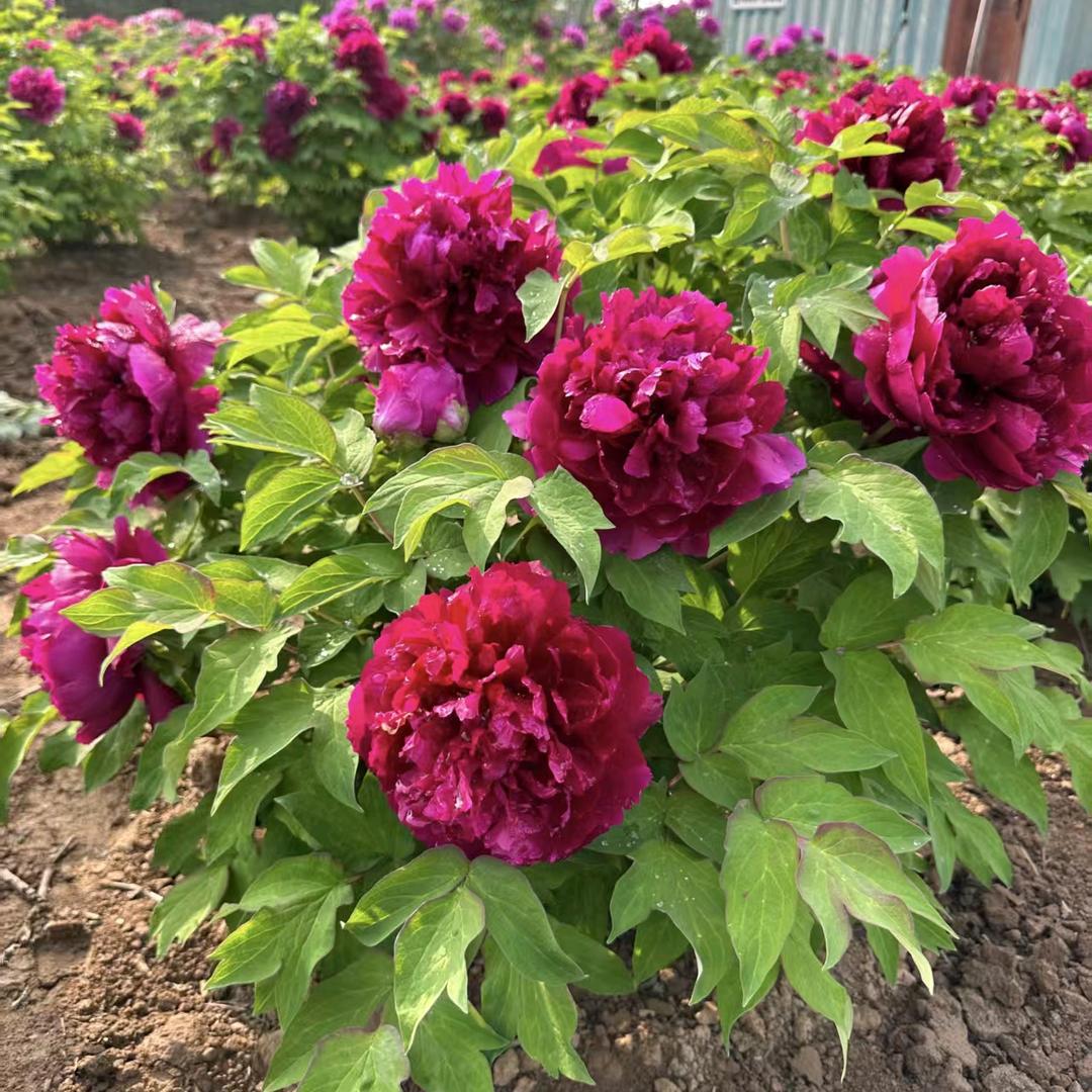 工厂：设备、管道、电仪安装服务