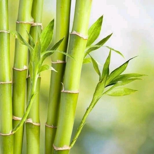 竹
