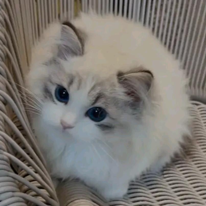 金鱼。