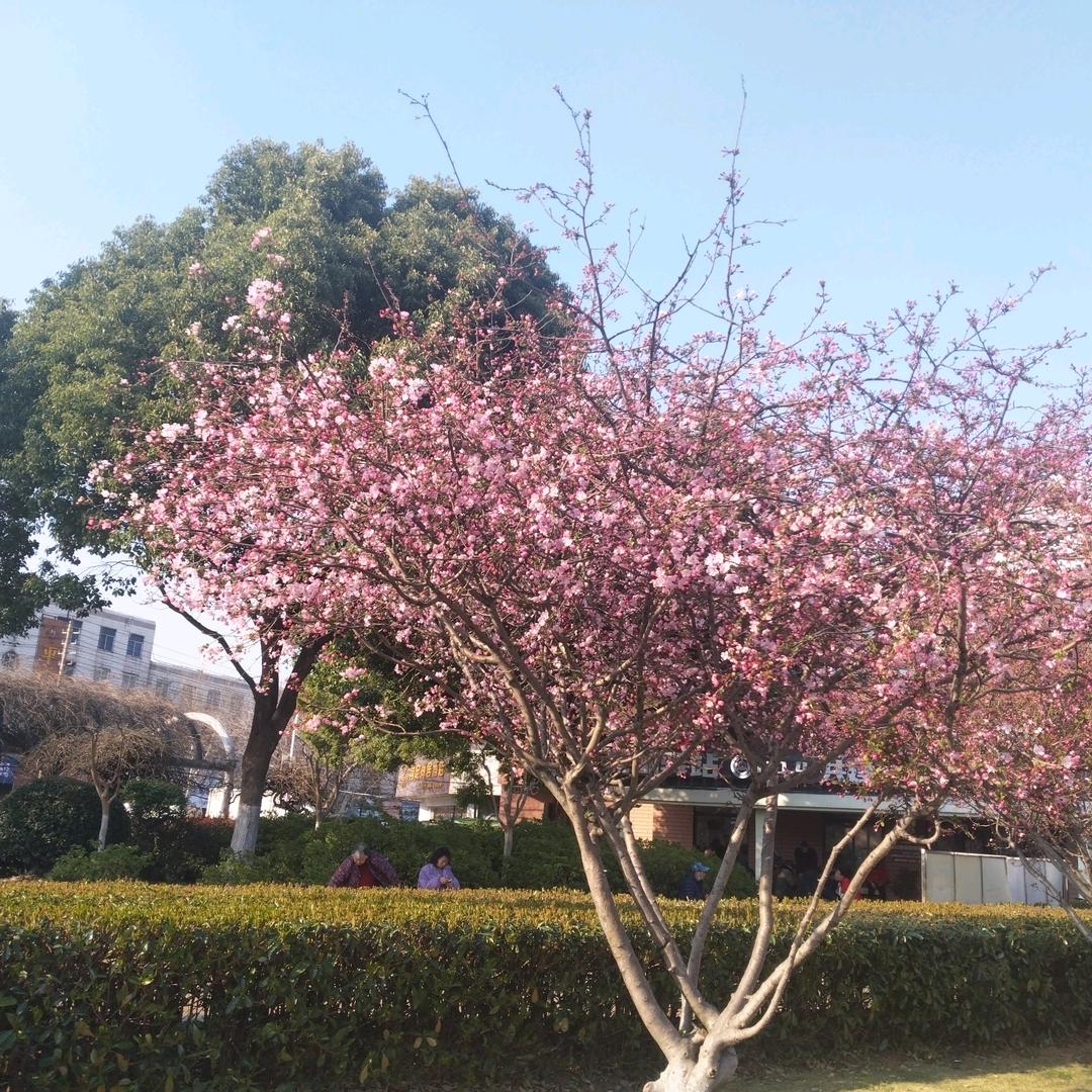 两北狼