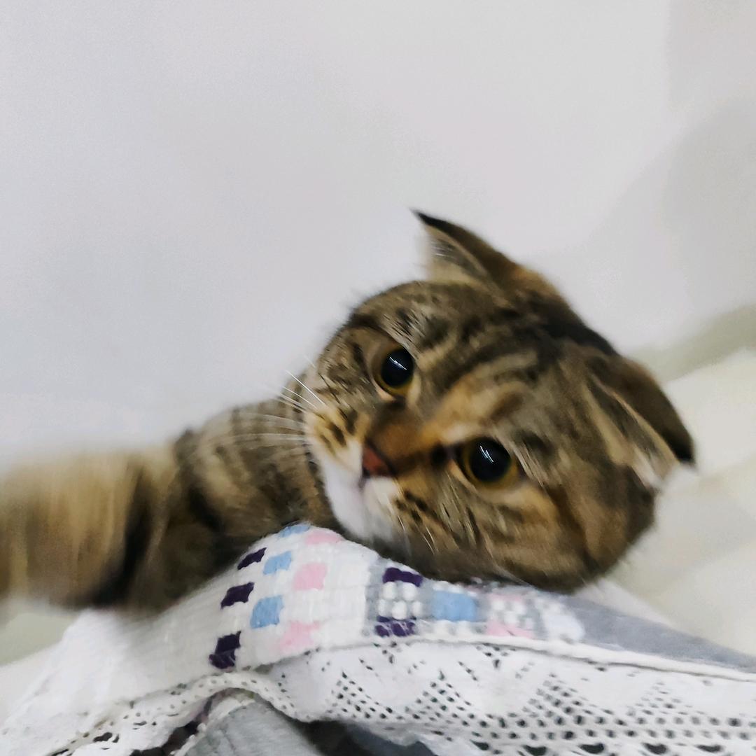 @五月和元宝日常