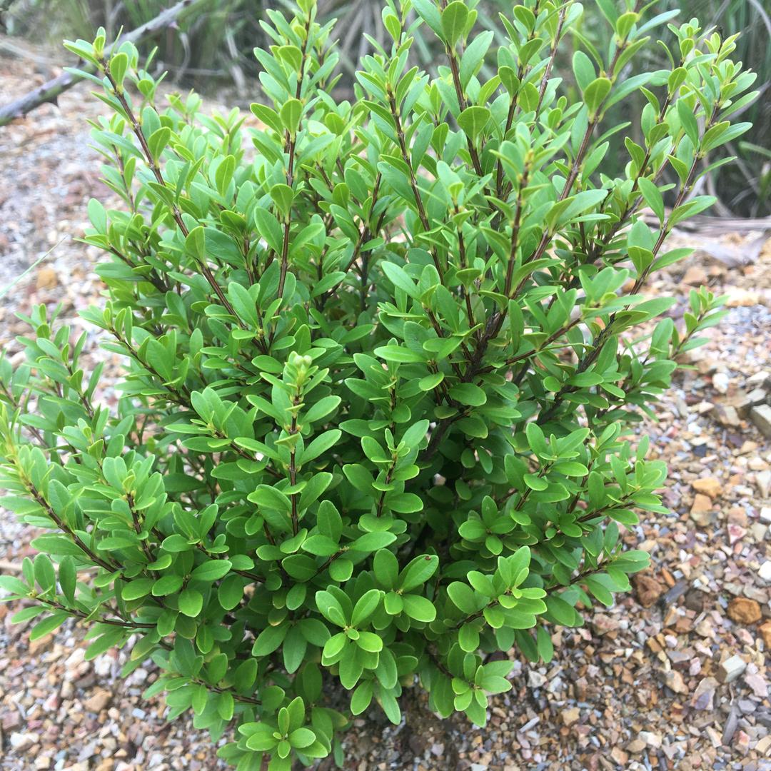 时光🍃摸鱼