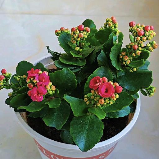 花开富贵，