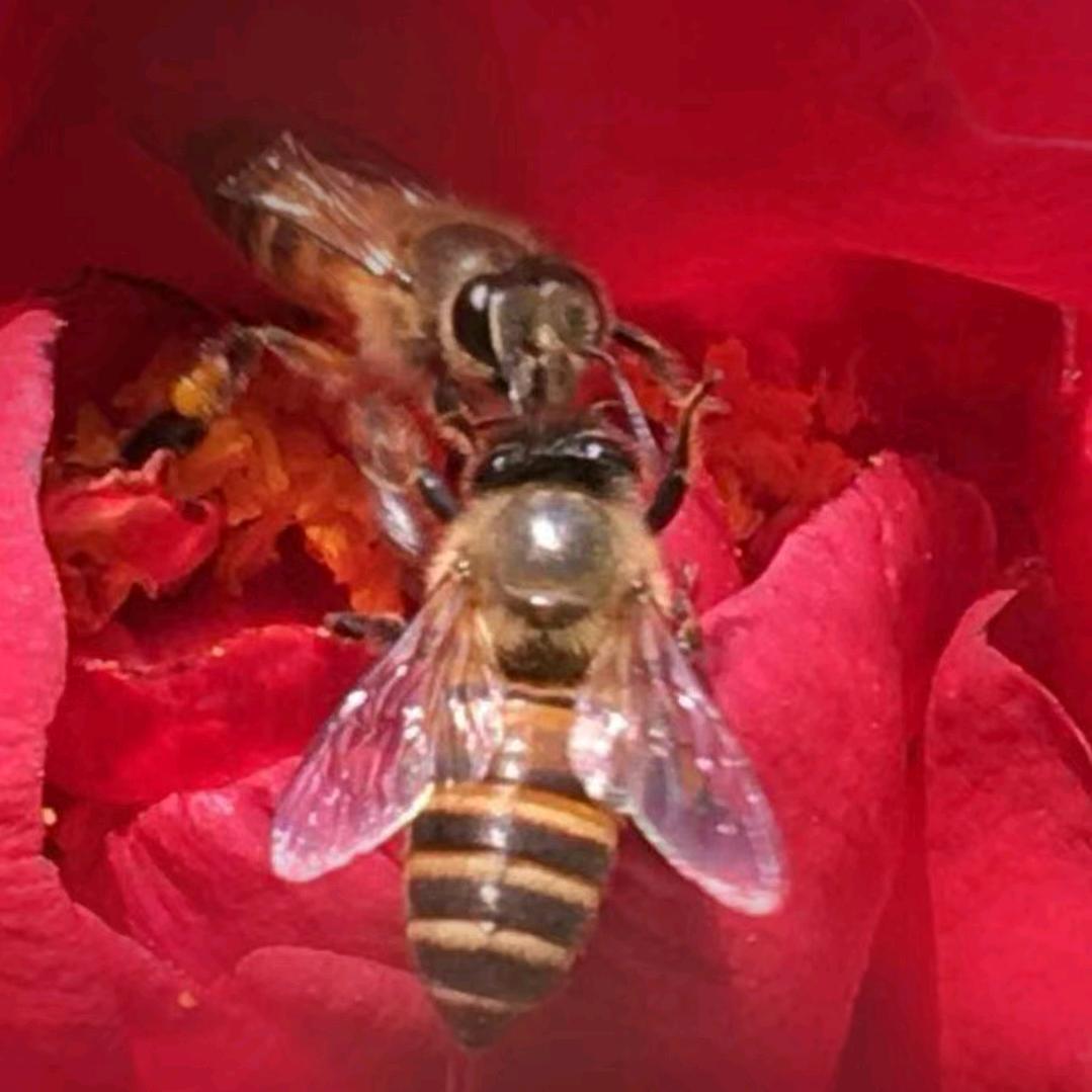 《学养蜂》斌哥哥