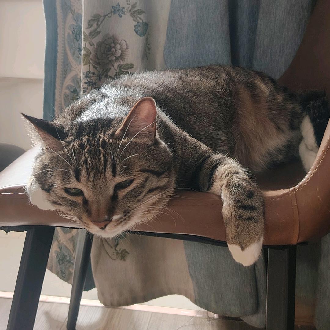 狸花哥和黑小妹