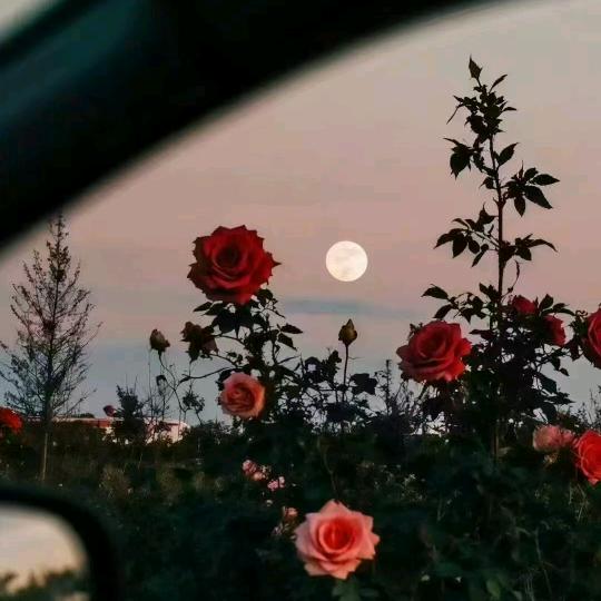 ✩陈陈不标致