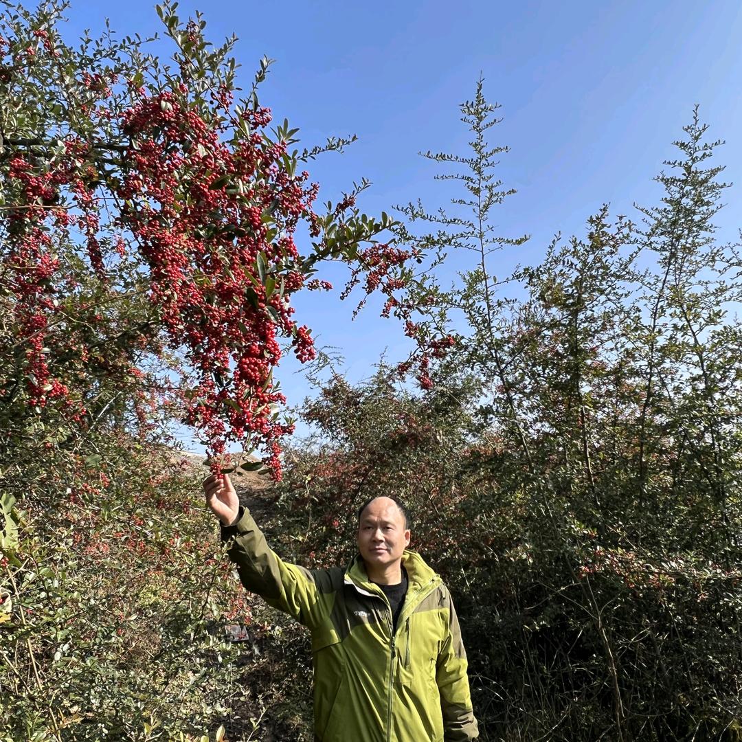 油利大叔(山茶油生产工厂)