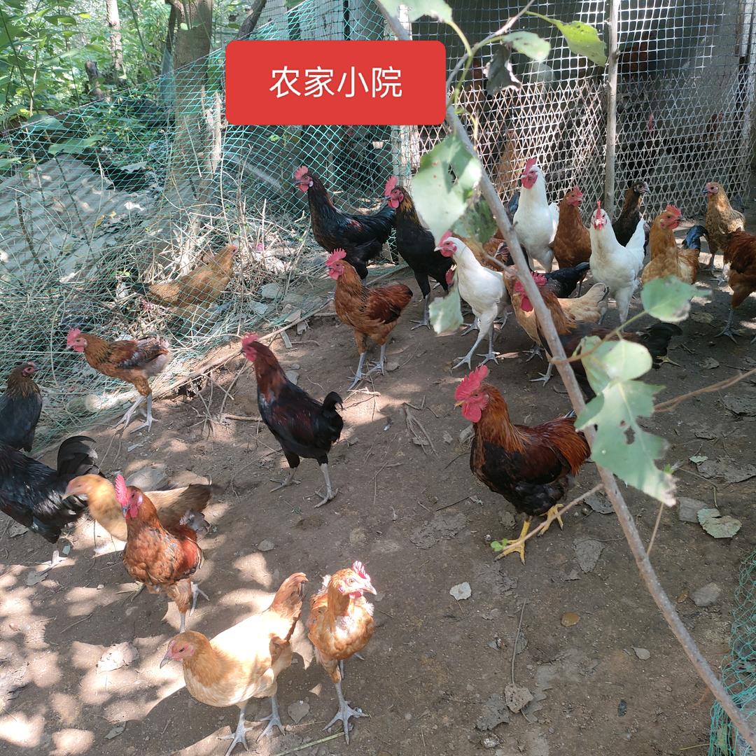 农家小院