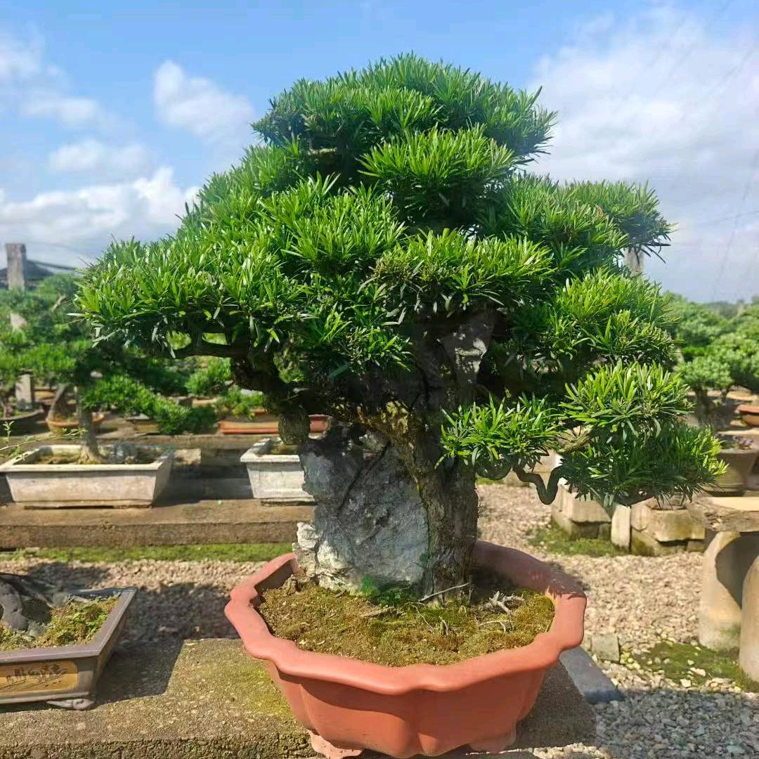 鑫源阁盆景园
