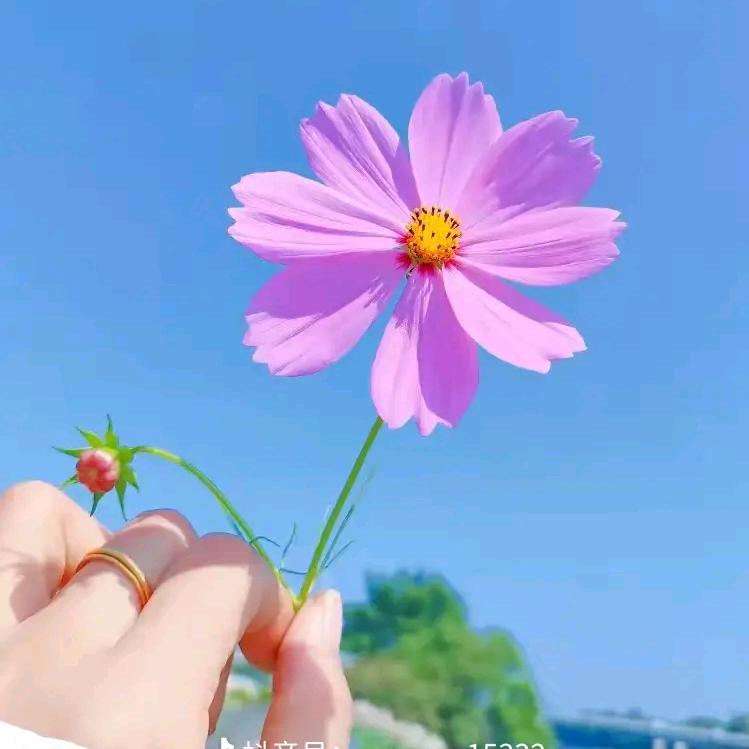 英