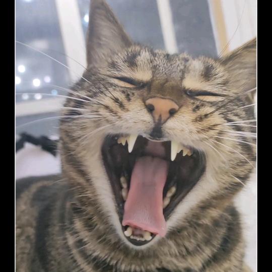 @她的猫