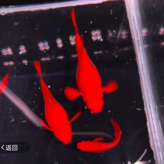 鞍山小军精品孔雀鱼