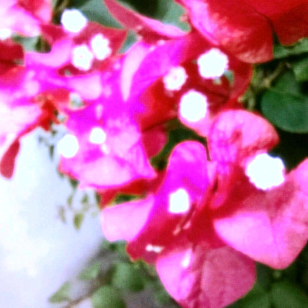 ADUANEIRAS.☆