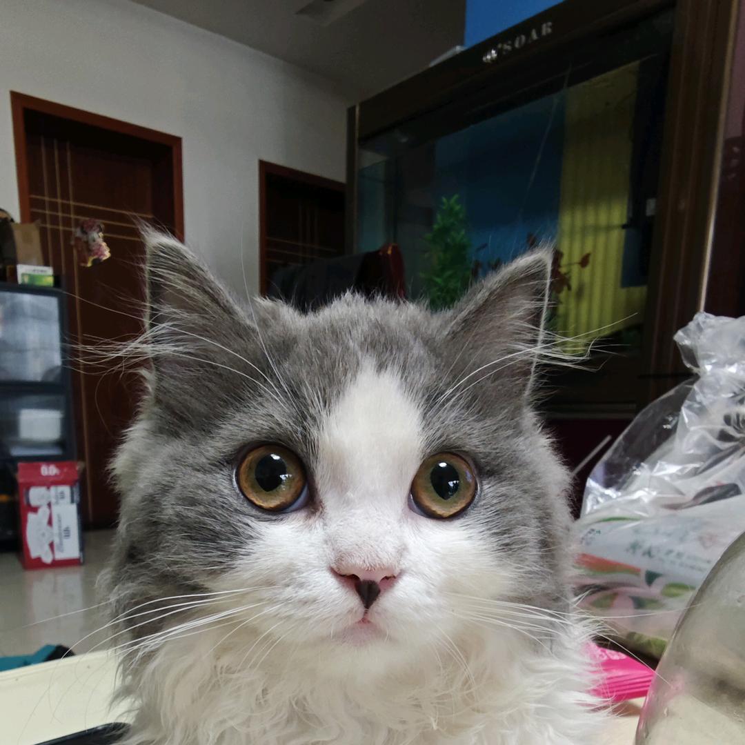 成都熊猫（收徒）头像
