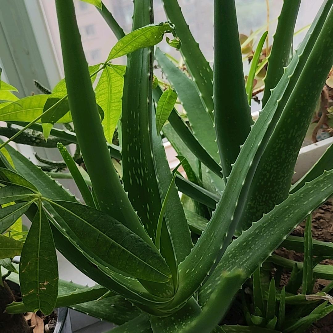 好物优选