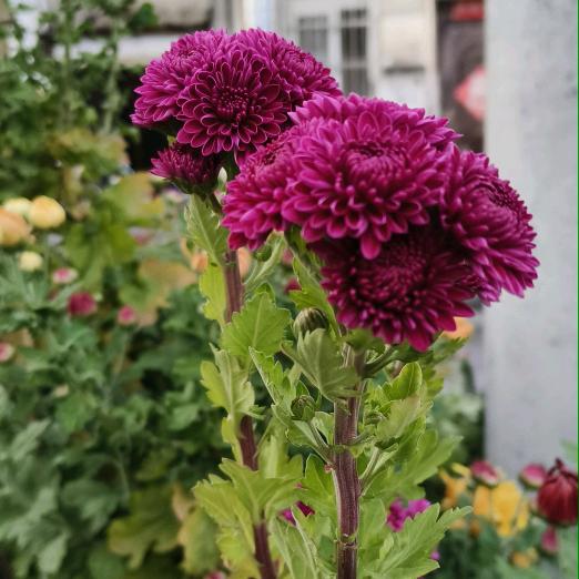 真🌹🌹🌹善🌹🌹🌹美