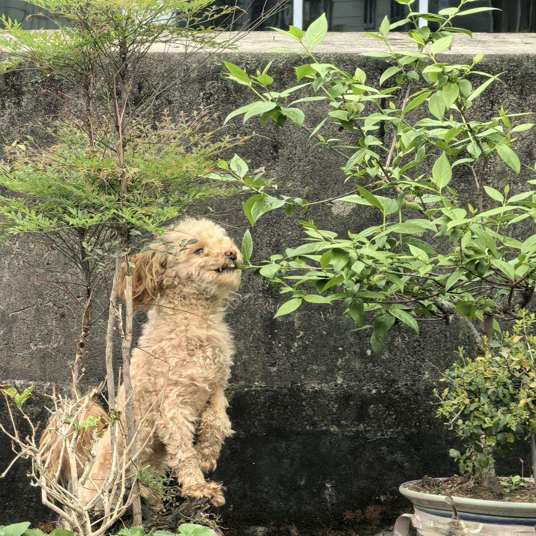 占点