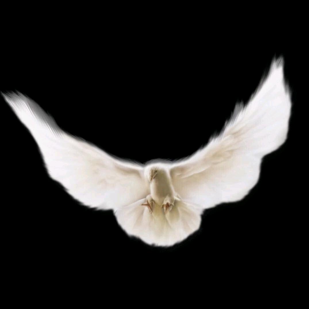 🌈一只西瓜🍉