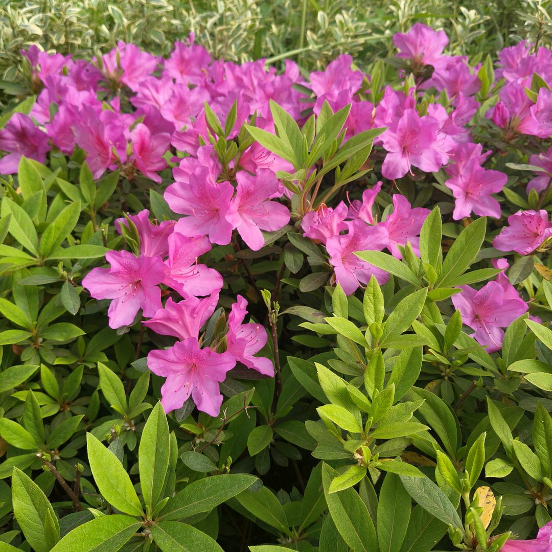 琴姐《好好爱自己》🌹