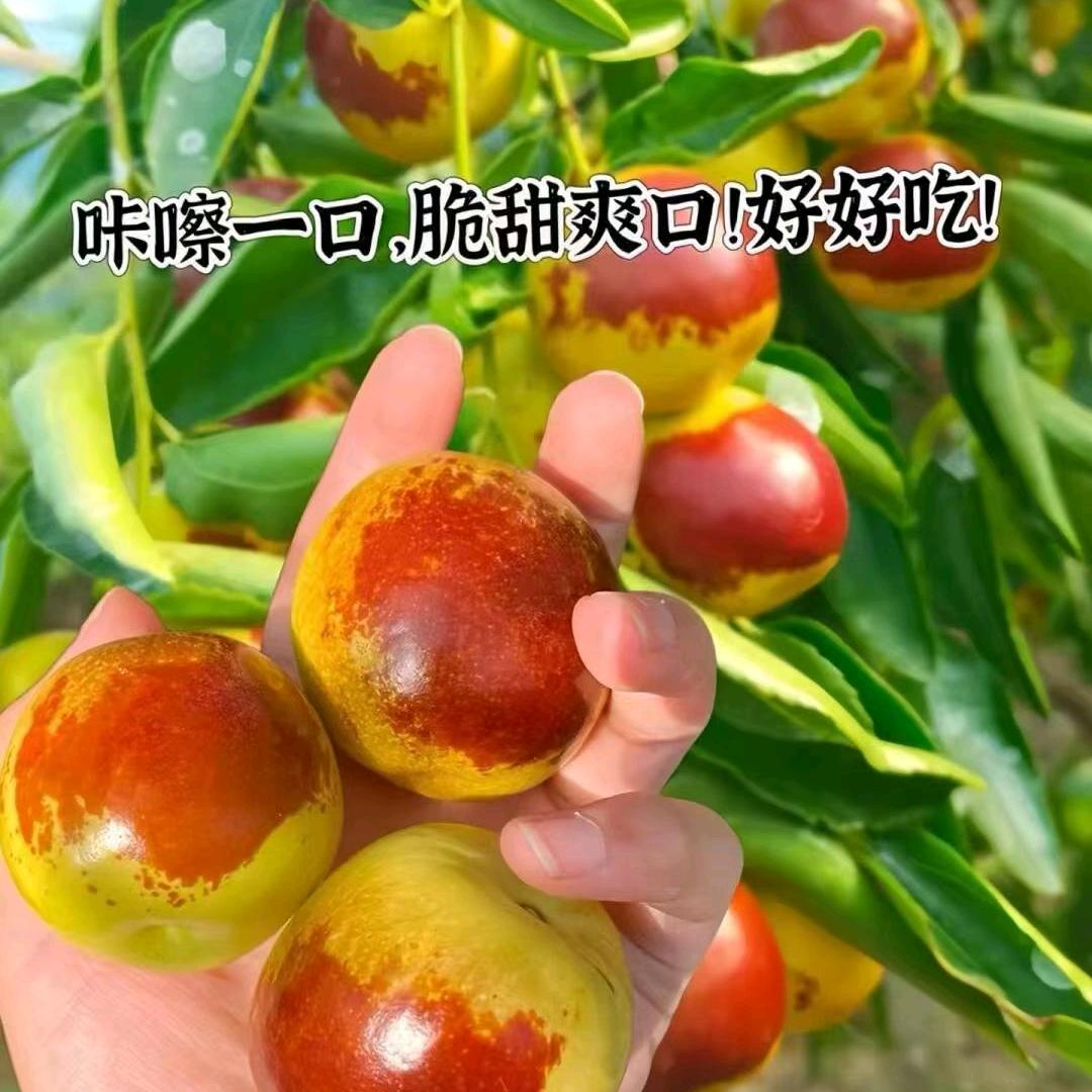 黄骅聚官古贡冬枣杨姐
