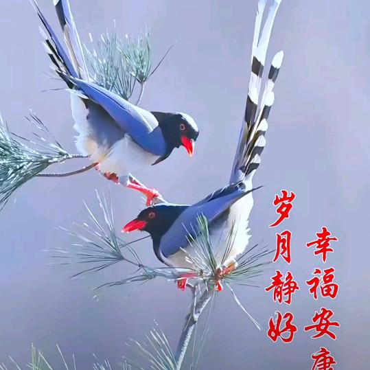 用户4474275617538惜缘