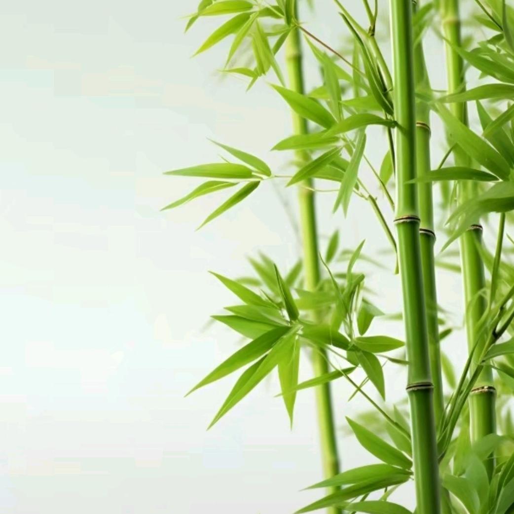 紫竹聆风