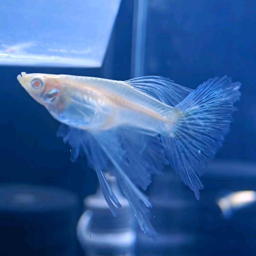 广源水族观赏鱼