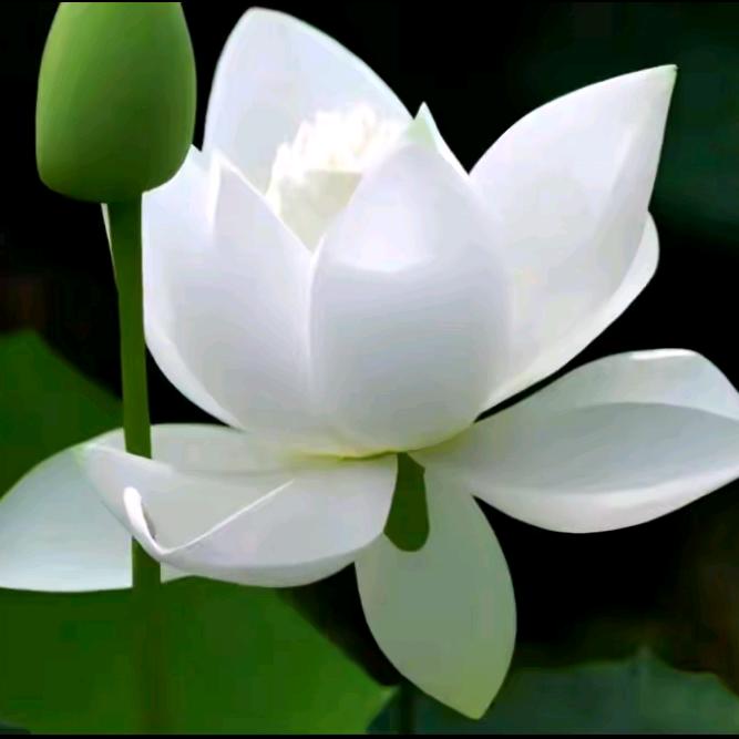 🍀明月