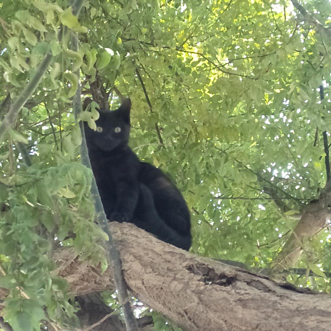 陈谨文有台小赛欧