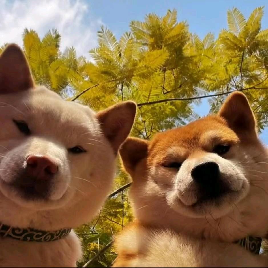 缓缓飘落的枫叶