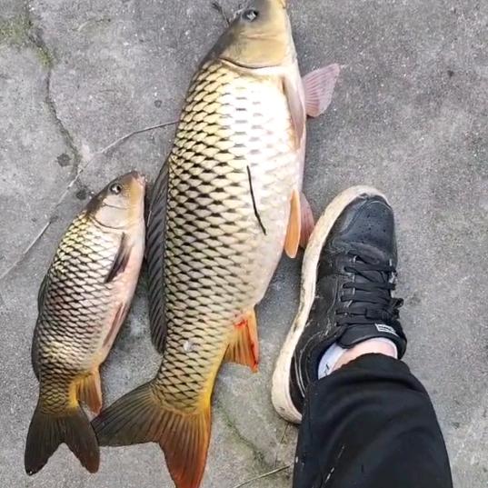 阿阳钓鱼🎣