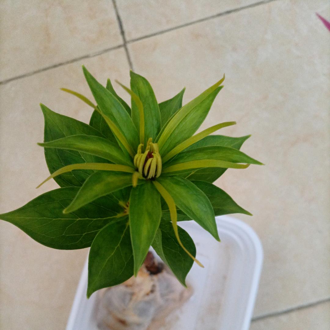 中草方