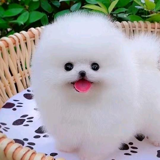 (ლ(◕ω◕ლ)文少