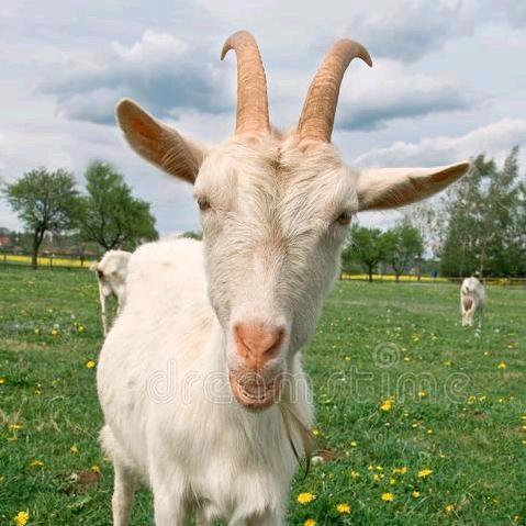 段清江（小江Hiter）