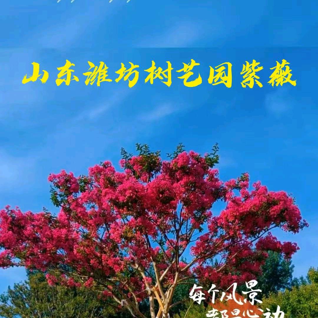 紫薇花树，老季园艺