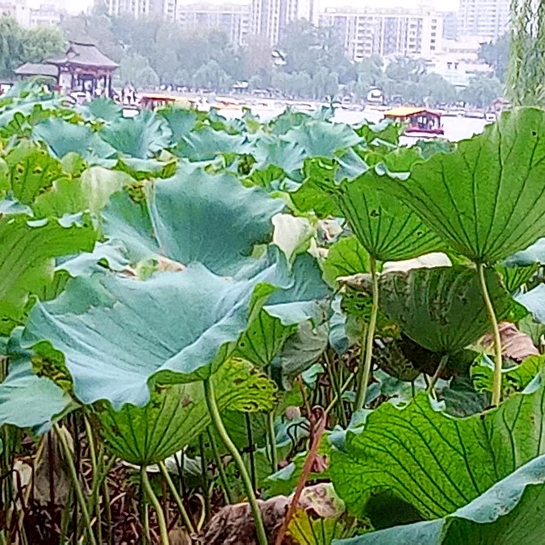 特么