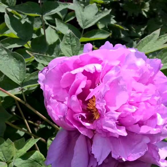 航珂奶奶幸福健康