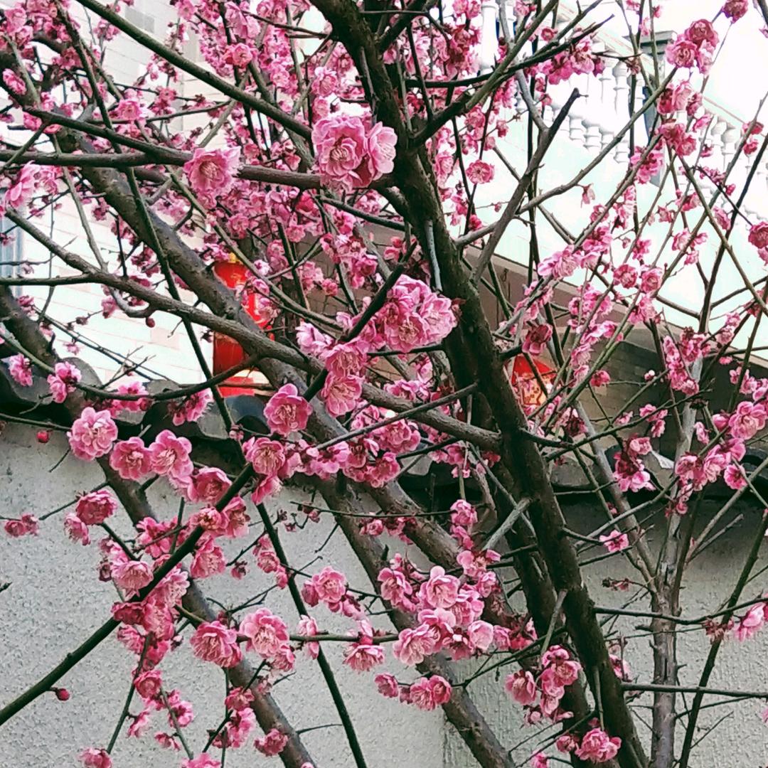 用户2464192571661老王糯米饭