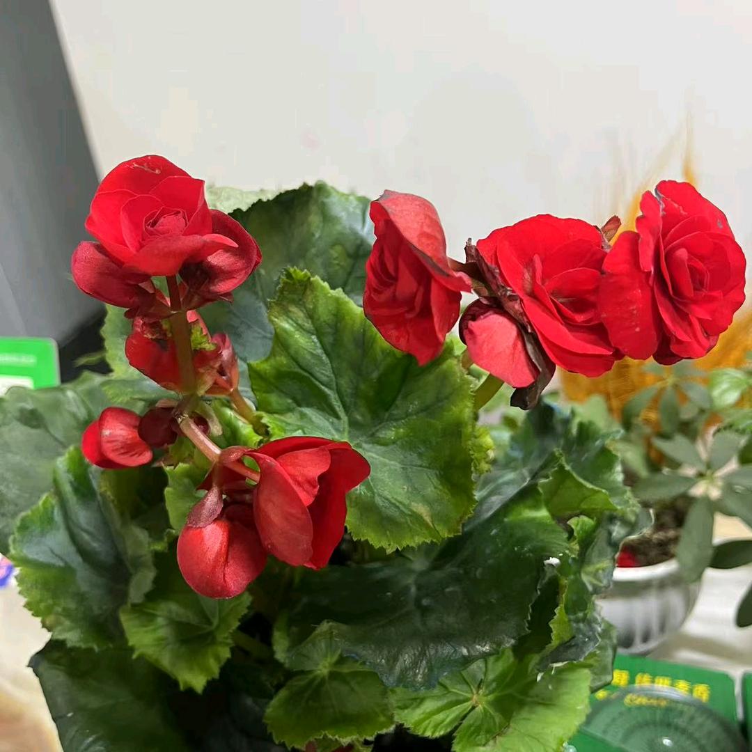 好运莲莲