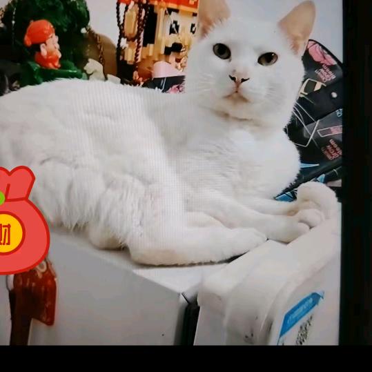 看淡