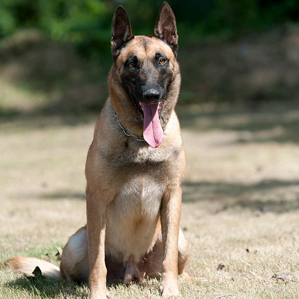 新运犬舍