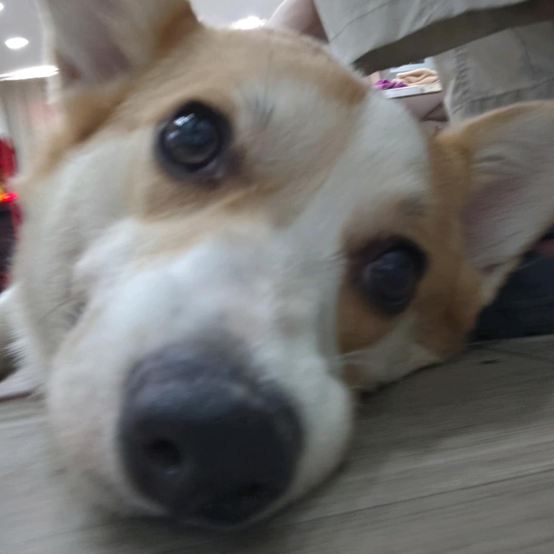 潘奕辰-