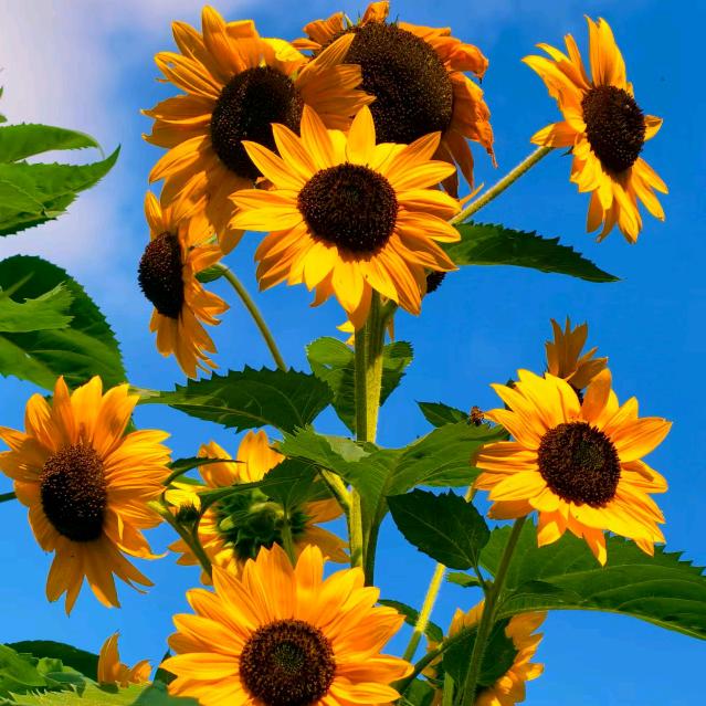 水井湾谭家民宿杨姐