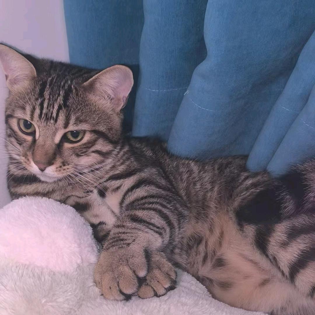 曲奇✺不是饼干