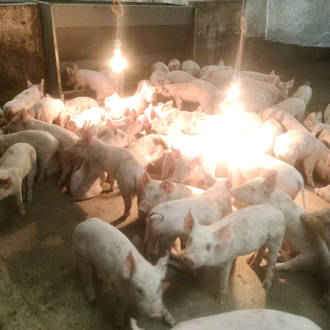 宣威市羊场镇加吉养殖场