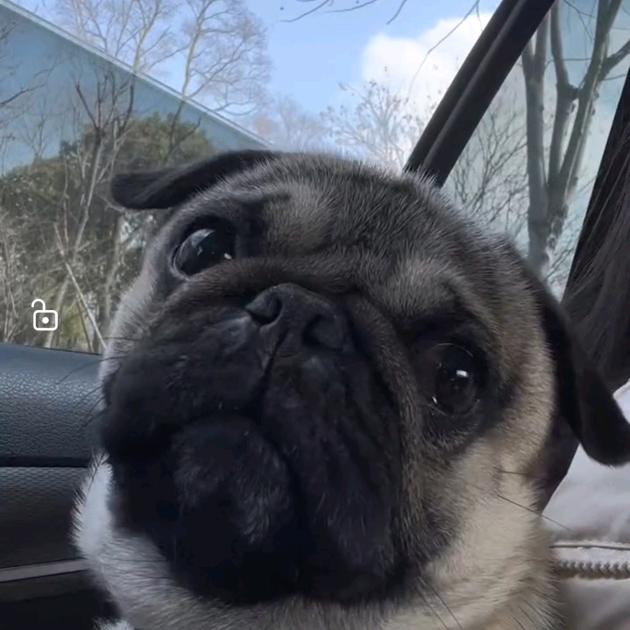 豆哥是只小巴哥