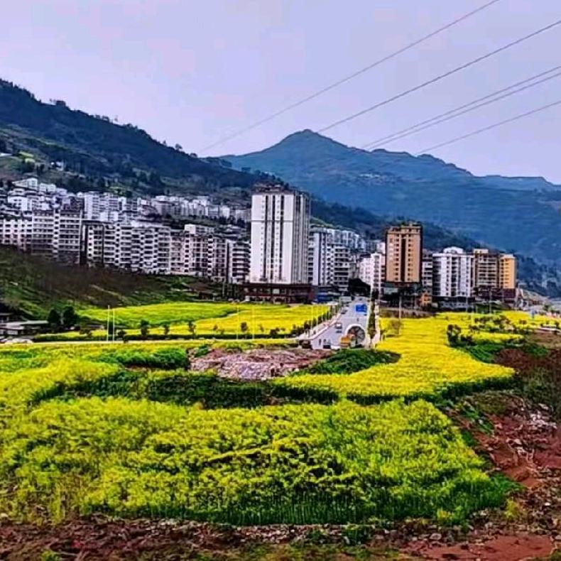 康特儿