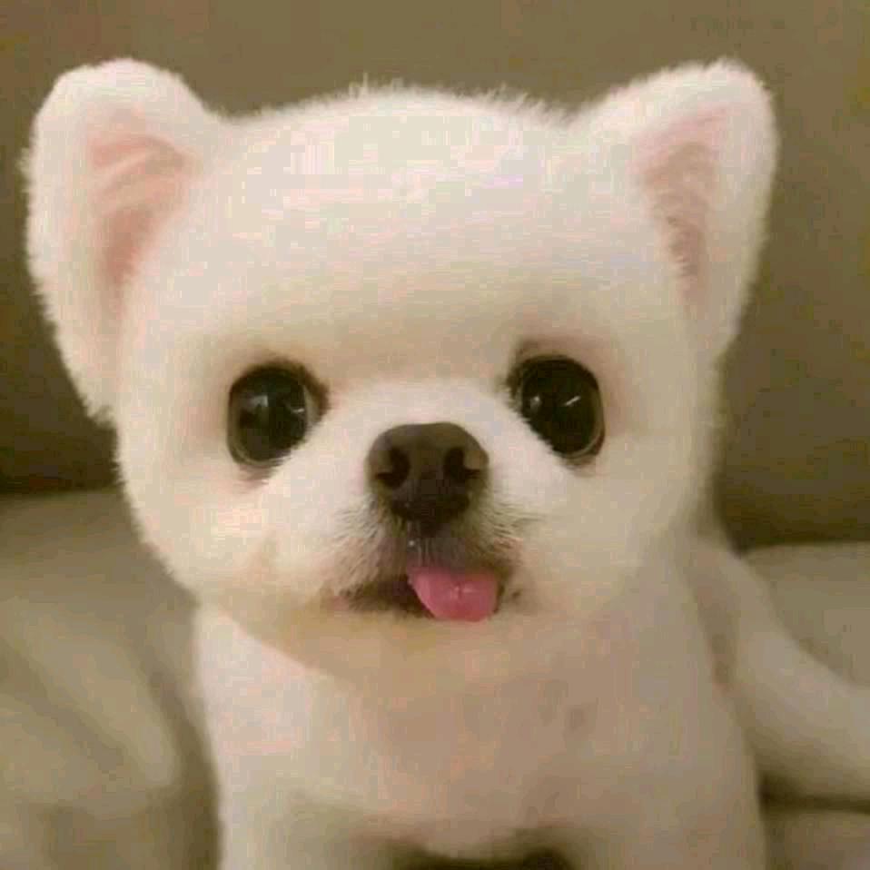 王小贤