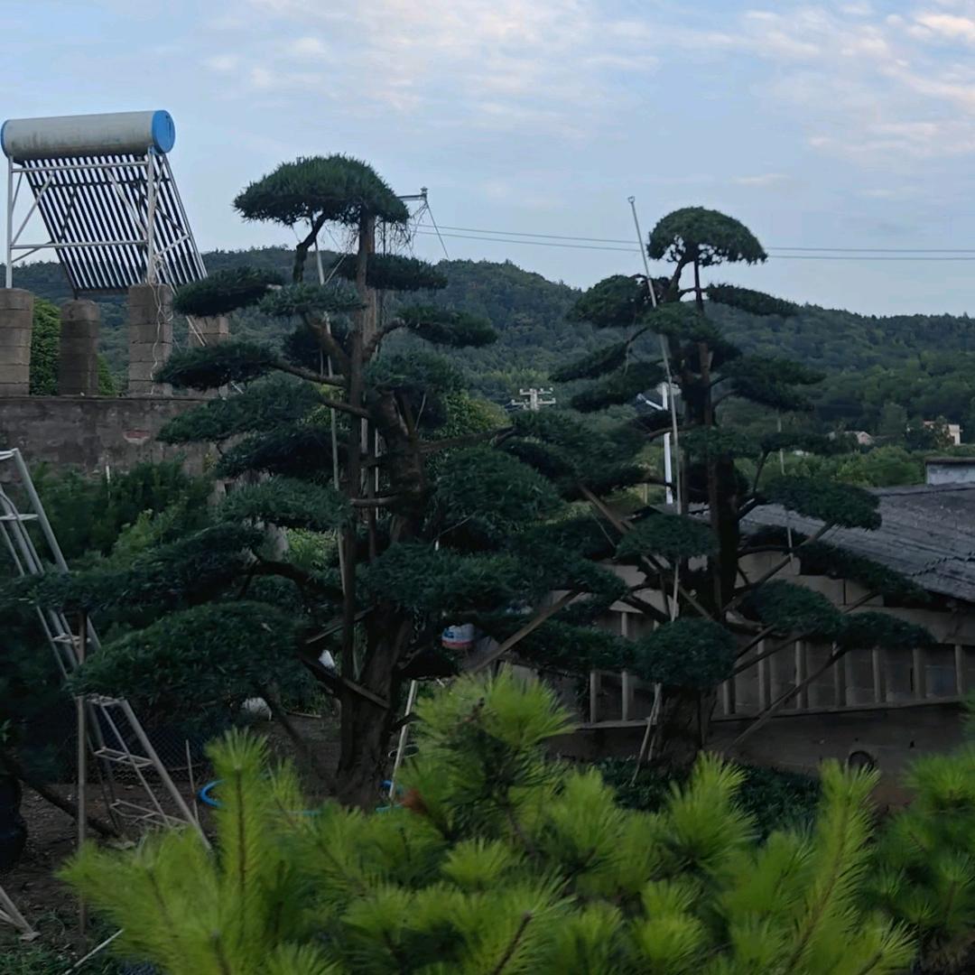 守村人【阿阳】